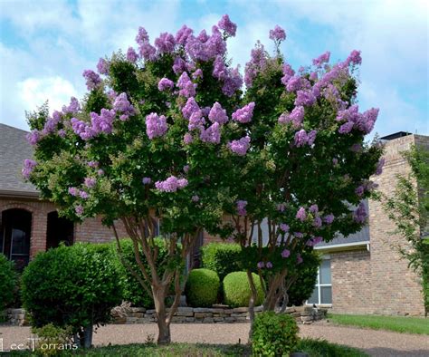 Purple Magic Crape Myrtle Trees: A Drought-Tolerant Addition to Your Garden